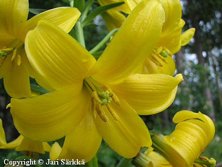 Lilium monadelphum, keltalilja